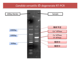 耐塩性酵母Candida versatilisの細胞膜ATPaseの遺伝子解析
