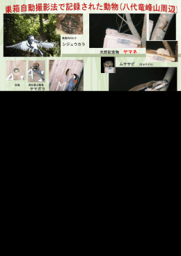 スライド 1 - 熊本野生生物研究会のページ