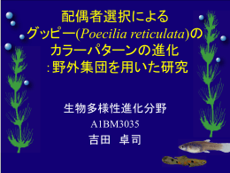 配偶者選択による グッピー(Poecilia reticulata)の カラーパターンの進化