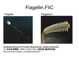 FliC-System
