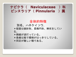 ナビクラ （ Naviculaceae ） 科 ネイディウム - SCHOLA-SHISHI