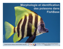 Morphologie et identification des poissons dans FishBase