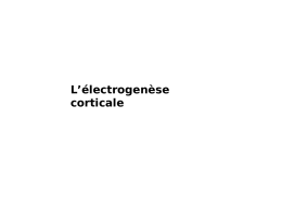 Electrogenèse corticale