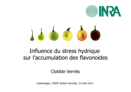 Influence du stress hydrique sur l`accumulation des flavonoides