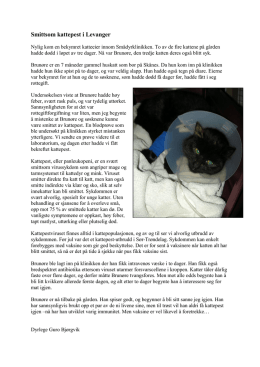 Smittsom kattepest i Levanger - Smådyrklinikken