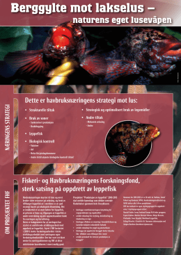 Folder norsk plakat Berggylte - FHF-Prosjektet“Produksjon av berggylt”