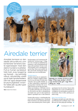 Airedale terrier - Norsk Terrier Klub