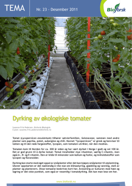 Dyrking av økologiske tomater