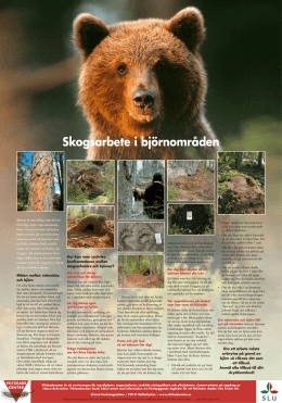 Skogsarbete i björnområden