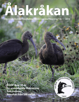 Nr. 1 2014 i pdf format - Kalmar Ornitologiska Förening