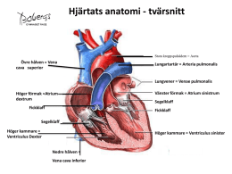 Hjärtats anatomi