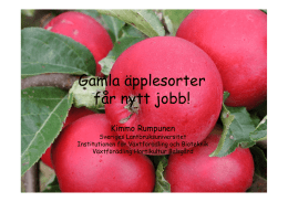 Gamla äpplesorter får nytt jobb