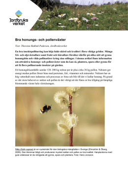 Bra honungs- och pollenväxter