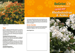 Rhododendron & Azalea - Mölnlycke Garden Center
