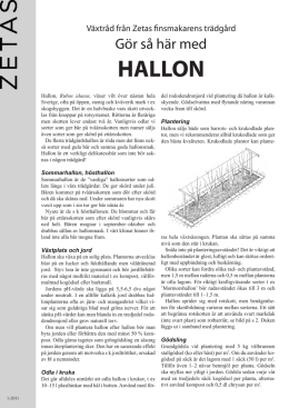HALLON - Zetas