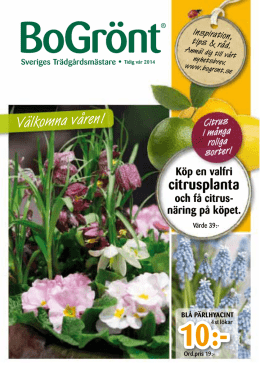 citrusplanta - Solberga Blommor