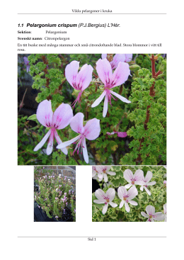 1.1 Pelargonium crispum (P.J.Bergius) L`Hér.