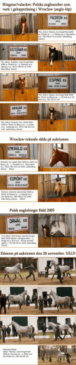 Wroclawhästarna