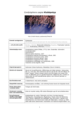 Cordylophora caspia - Främmande arter i svenska hav