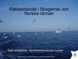 Räkbeståndet i Skagerrak och Norska rännan