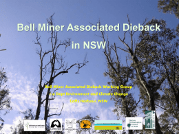 overview of Bell Miner Associated Dieback