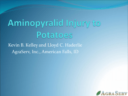Aminopyralid Injury to Potatoes