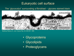 Glycolipids, GPI anchors, Proteoglycans & Glycan Binding