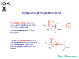 Hydrolysis of the peptide bond