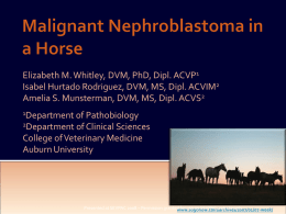 Malignant Nephroblastoma in a Horse