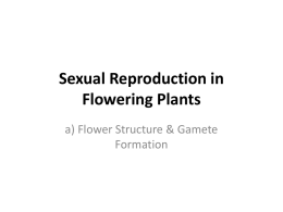 Flower Structure & Gamete formation ppt