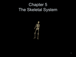 Chapter 5 The Skeletal System
