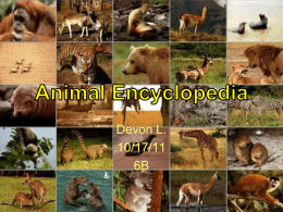 Animal encyclopedia - Miss Kay`s Computer Class