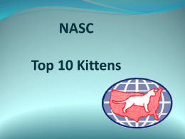 Kittens - National American Shorthair Club