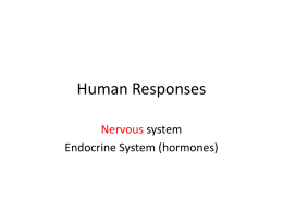 Nervous system 1 - Spanish Point Biology