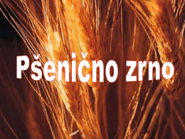psenicno_zrno