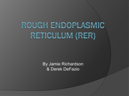Rough Endoplasmic Reticulum (RER)