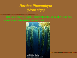 Razdeo Cyanophyta (Cyanobacteria ili Cyanobacteriophyta