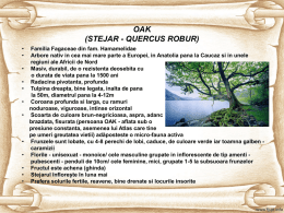 Stejar (Oak) facuta de Raluca Basuc, terapeut flori
