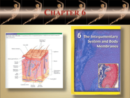 Chapter 6--Integumentary System - USA-AP