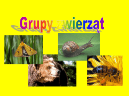 Grupy zwierząt - sp.wladyslawow.pl