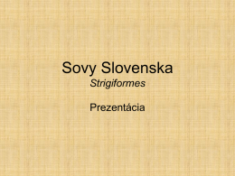 Sovy Slovenska Strigiformes