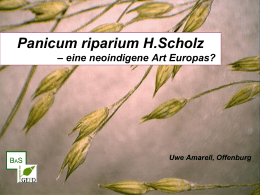 Panicum riparium H.Scholz * eine neoindigene Art Europas?