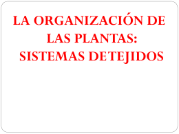 La organización de las plantas. Sistemas de tejidos