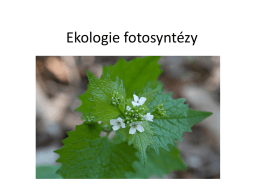 Fotosyntezax