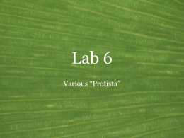 Lab 6 Various “Protista”   Dictyosteliomycota • Common name: Cellular slime molds • Synonyms: Acrasiomycota (in part) • Mode of nutrition: Heterotrophic: ingestive • Habitat: Terrestrial: moist decaying vegetation •