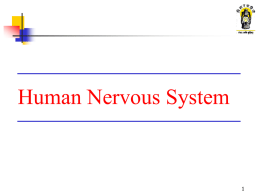 Human Nervous System   What are we going to learn ?         Function of nervous system Parts of nervous system Types of neurons Conduction of impulse through.