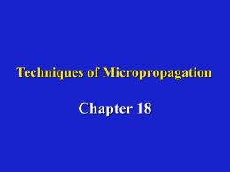 Techniques of Micropropagation  Chapter 18   Systems used to regenerate plantlets by micropropagation • I.) Axillary shoot formation – Meristem tip culture • Results in plantlets free.