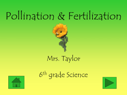 Pollination & Fertilization  Mrs. Taylor 6th grade Science   In the Life Cycle of a Flowering Plant there are two very important processes –  Pollination & Fertilization.   Pollination During the process.