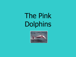 The Pink Dolphins   How to help the pink dolphins • Help the pink dolphins by stop littering in Hong Kong and Chinas waters.   What is Harming the Pink.