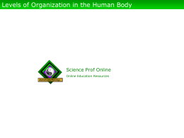 Levels of Organization in the Human Body  Science Prof Online Online Education Resources   Levels of Organization in the Human Body •Multi-cellular -the cell is the.